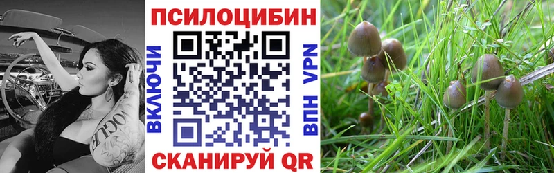 кракен ссылки  Знаменск  Галлюциногенные грибы Psilocybe 