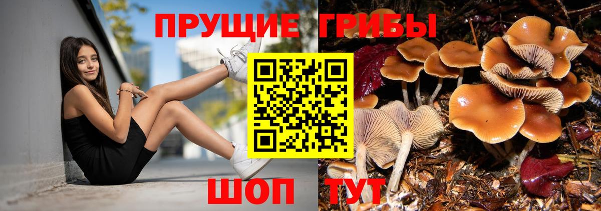 Знаменск  Псилоцибиновые грибы Psilocybe  Галлюциногенные грибы Cubensis  Вход с VPN 